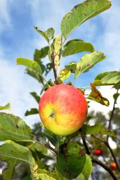 One red apple on tree Stock Photos