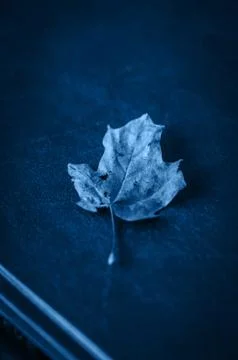 One red autumn maple leaf on a book Stock Photos