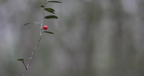 One Red Berry On Tree 스톡 동영상 122610156