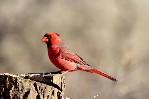 One Red Bird Foto stock