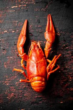 One red boiled crayfish on the table. Stock Photos