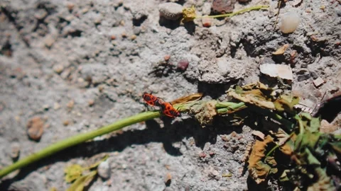 One red bug drags another along the stone surface. The view from the top Stock Footage 130353520
