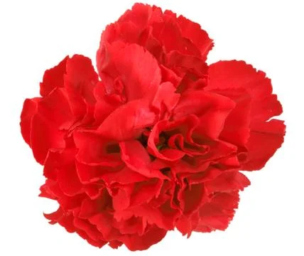 One a red carnation Stock Photos