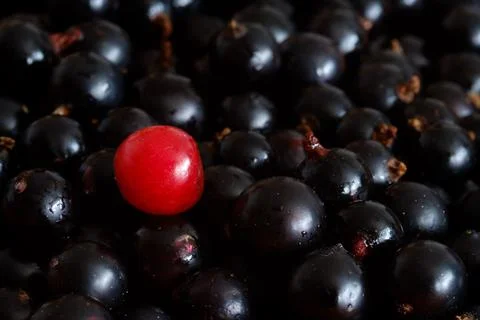 One red cherry berry on a large amount of black currant Stock Photos