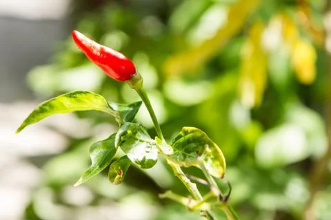 One red chilli on tree 库存照片