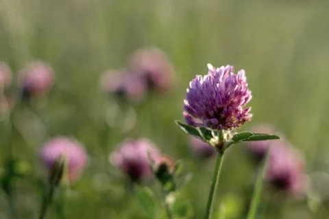 One red clover Stock Photos
