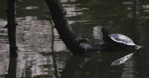 One Red Eared Terrapin Turtle at the Pond Video stock 153734783