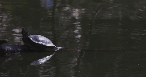 One Red Eared Terrapin Turtle at the Pond Stock Footage 153735022