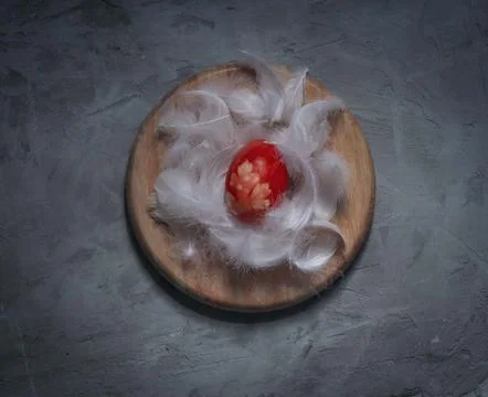 One red easter egg on white feathers with a gray background Stock Photos