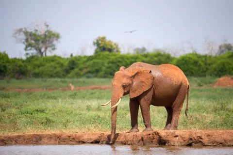 One red elephant is drinking water from the waterhole Stock Photos