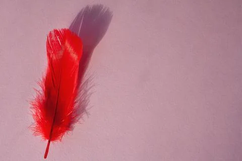 One red feather on a pink background Stock Photos