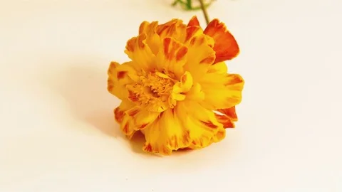 One red flower Stock Footage