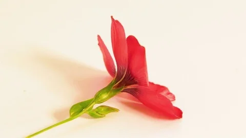 One red flower Stock Footage