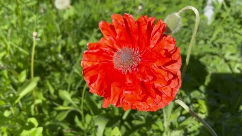 One red flower. Stock Footage 233920334