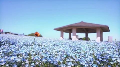 One red flower stands out in blue nemophila flowers Stock Footage 74841201