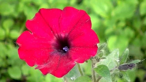 One red flower swings in the wind Stock Footage 76963380