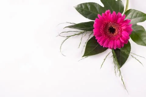 One red gerbera flower bud on a table Stock Photos