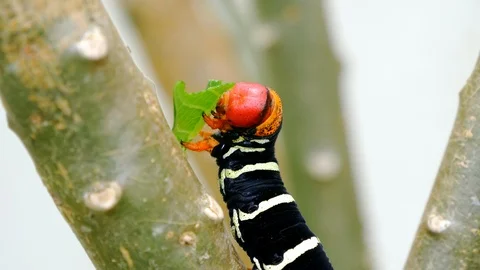 One Red Head Caterpillar eating plant leaf. Stock Footage 121129727