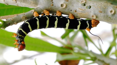 One Red Head Caterpillar standing on a branch. Stock Footage 121134317