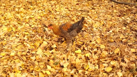 One red hen keeps scratching foliage Stock Footage 142669164