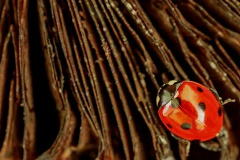 One red ladybug on a dark background. Stock Photos