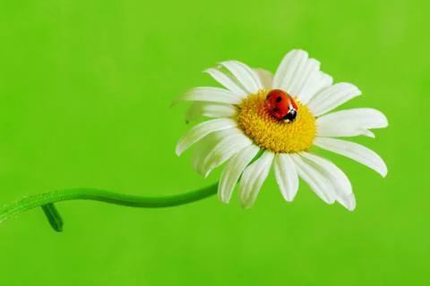One red ladybug on a marguerite Stock Photos