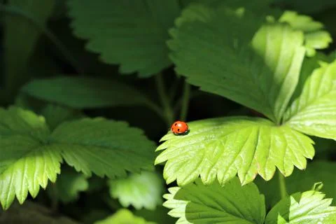 One red ladybug on a strawberry leaf Stock Photos