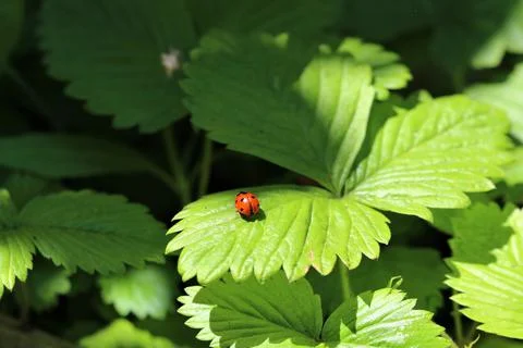 One red ladybug on a strawberry leaf Foto stock