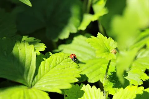 One red ladybug on a strawberry leaf Stock Photos