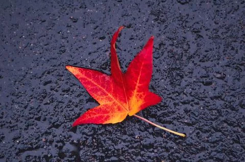 One red leaf on a black textured pavement Stock Photos