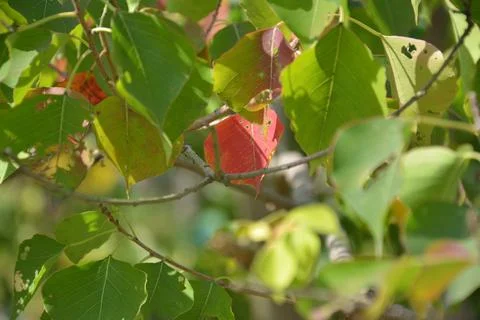 One red leaf hide in the middle og green leaves in sunny day Stock Photos
