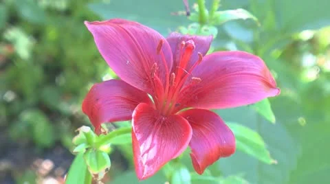 One red lily Stock Footage 12433605