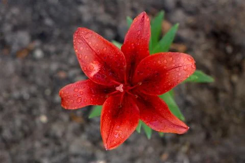 One red lily on soil background. View from above. Stock Photos