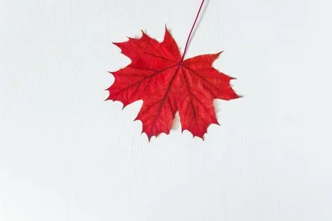 One red maple leaf on a white background; Stock Photos