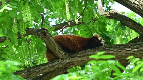 One red panda sleep on tree trunk in the shadow in sunny afternoon Stock Footage 336903080