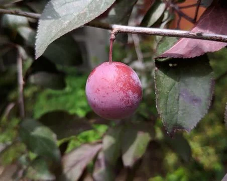One red plum fruit on the tree Stock Photos