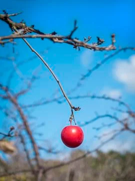 One red plum Stock Photos