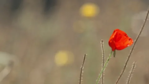One Red Poppy Extremely Close Up Stock Footage 254481077