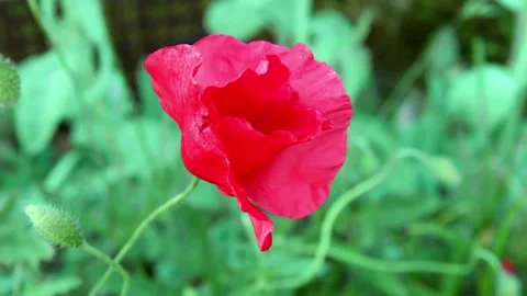 One red poppy Stock Footage 158177978
