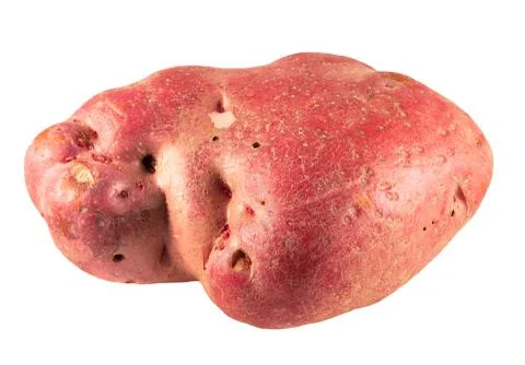 One red potato Stock Photos