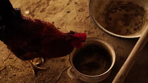 One red rooster drinking water from a bowl on ground, slow motion. Stock Footage 142669548