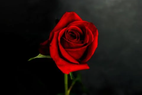 One red rose on the black background Stock Photos