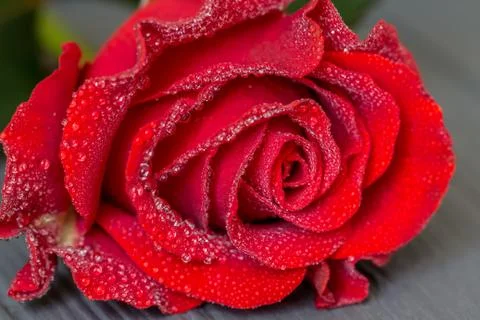 One red rose bud macro with water drops on petals Stock Photos