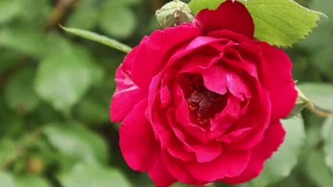 One red rose close-up in the wind. On a green bush. Blurred background. Bloomed Stock Footage 200789346