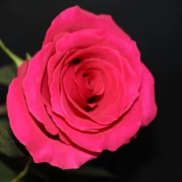 One red rose on a dark background close-up. Stock Photos