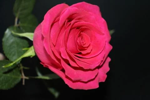 One red rose on a dark background close-up. Stock Photos