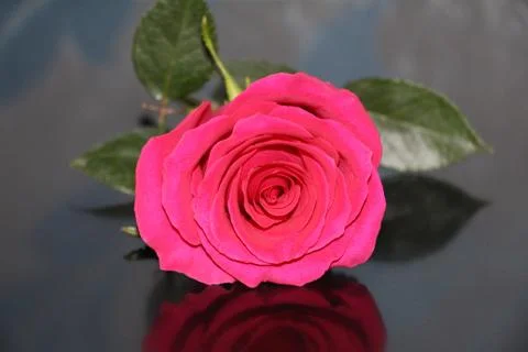 One red rose on a dark background close-up. Stock Photos