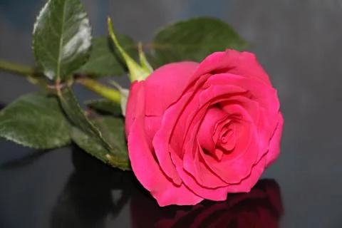 One red rose on a dark background close-up. Stock Photos