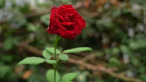 One Red Rose Flower Stock Footage 248824467