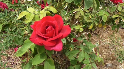 One red rose Stock Footage 39308239